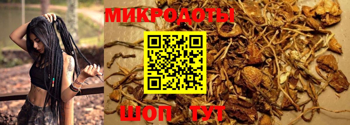 Галлюциногенные грибы Psilocybe Аша